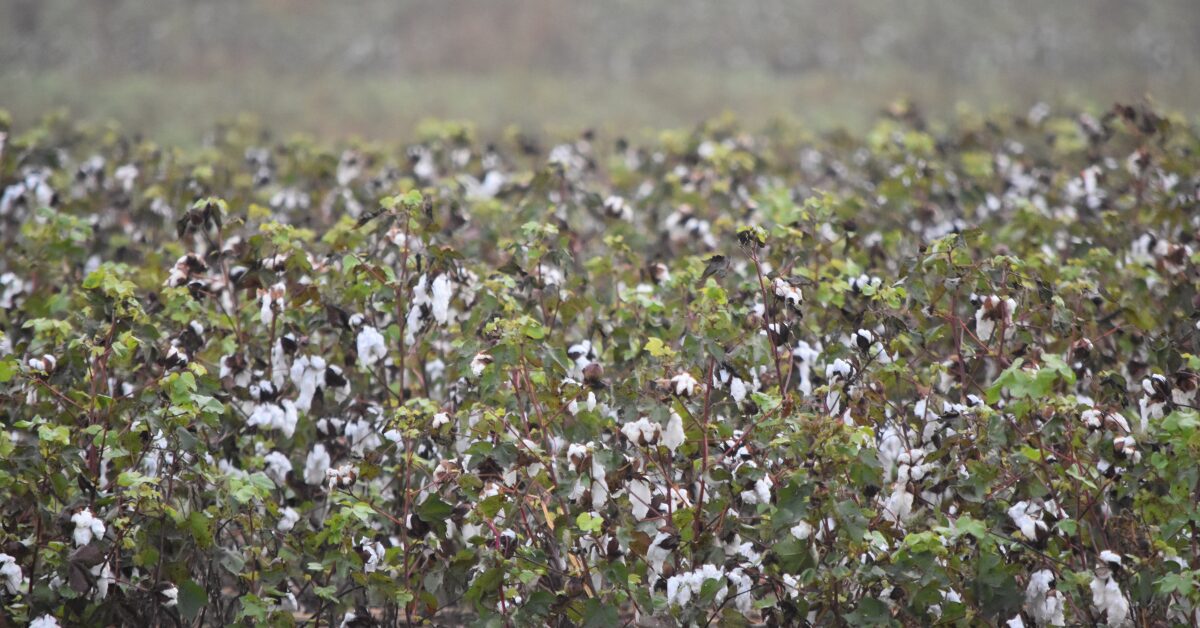 Will an independent Texas place tariffs on imported agricultural products?